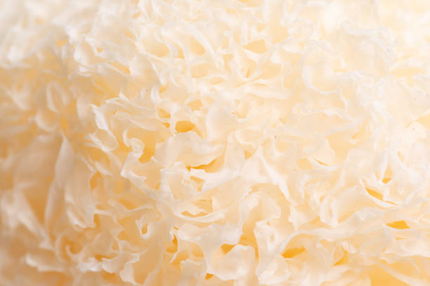 Dried snow fungus (Tremella fuciformis) on white background stock photo