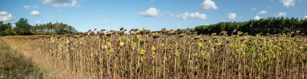 Dried sunflower field in Brandenburg. stock photo