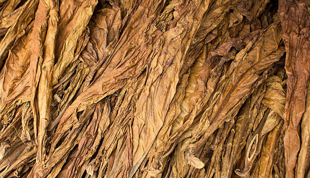 Dried tobacco leaves, tobacco leaf background stock photo