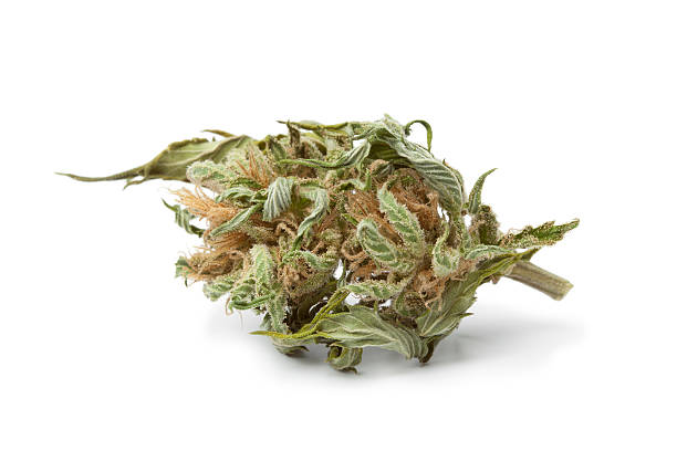 dried up bud of marijuana on white background - marihuana gedroogde cannabis stockfoto's en -beelden