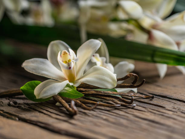 Dried vanilla sticks and vanilla orchid flower on a wooden table. Close-up. stock photo