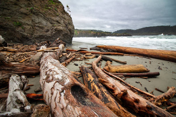 Driftwood Logs on a Beach stock photo