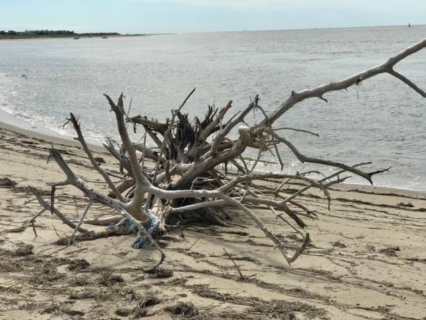 driftwood on the beach on bald head island - bald beach imagens e fotografias de stock