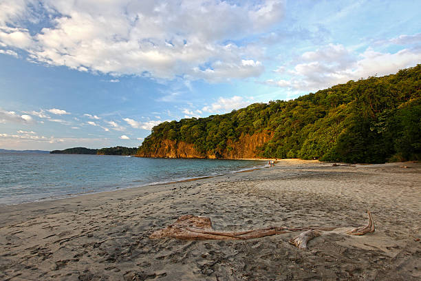 Driftwood on Virador Beach, Costa Rica stock photo