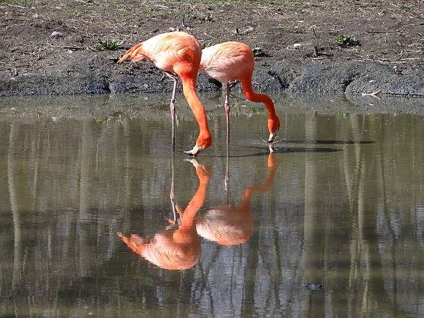 Drinking flamingos stock photo
