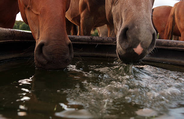 Drinking horses stock photo