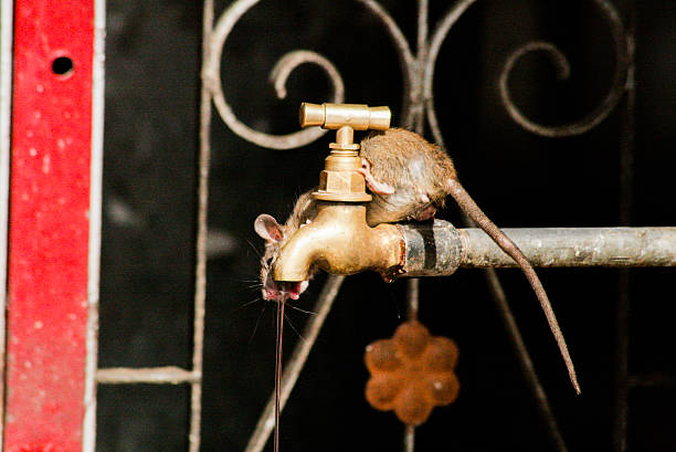 Drinking mouse stock photo