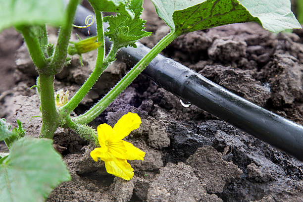 Drip irrigation system Seedling vegetable beds with drip irrigation system irrigation equipment stock pictures, royalty-free photos & images