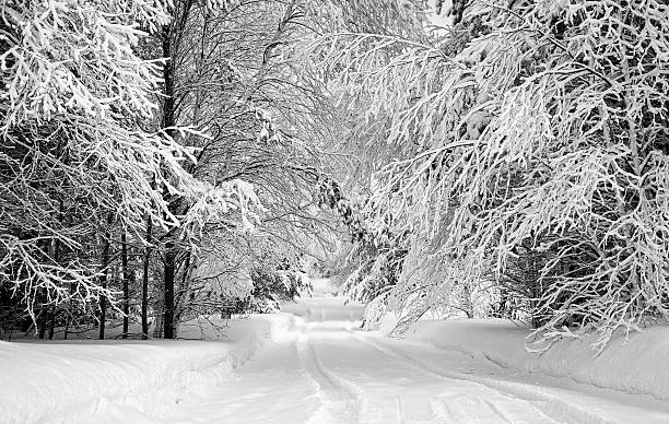 Photo of Driveway and Snow Coated Trees Monochrome Horizontal