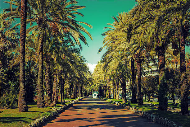 driveway of palm trees on the croisette in cannes - cannes 個照片及圖片檔