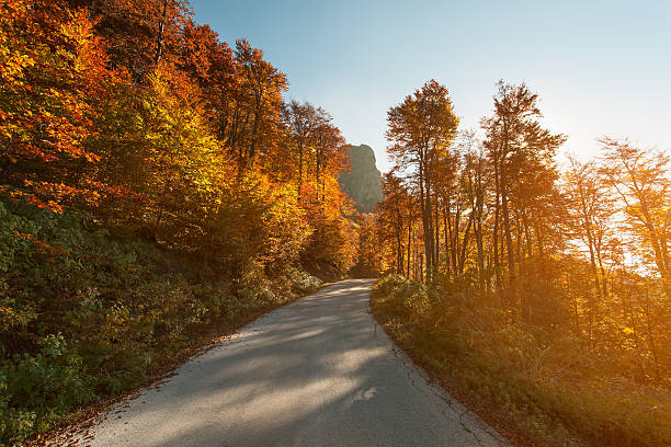 Photo of Driving on asphalt road through the forest in fall