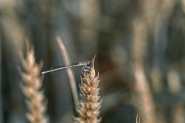 Drogonfly on the Wheat. Blurry Background. stock photo