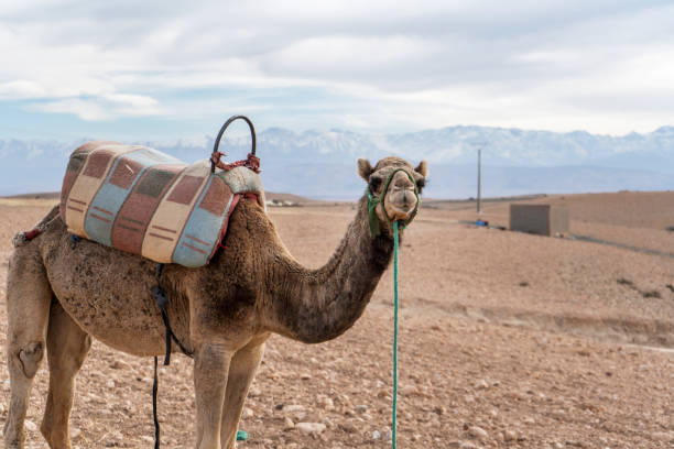 dromedary camel on agafay desert , marrakech, morocco - marrakech desert imagens e fotografias de stock