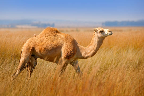Dromedary or Arabian camel, Camelus dromedarius, even-toed ungulate with one hump on its back. Camel in the long golden grass in Egypt meadow. Summer day in the wild nature. Dromedary walking in the habitat. stock photo