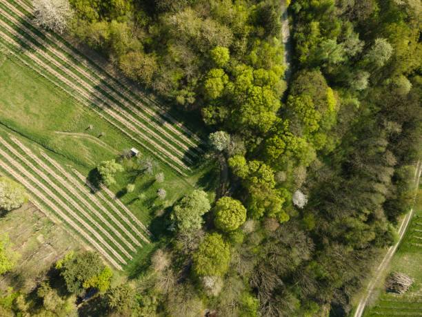 Drone flight over green meadows, forests, landscape, nature in April stock photo