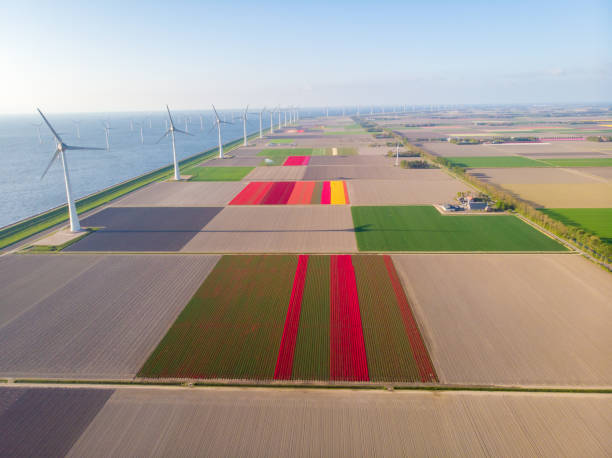 Drone flying over windmill farm with colorful tulip fields in the Noordoostpolder netherlands, Green energy windmill turbine at sea and land Drone flying over windmill farm with colorful tulip fields in the Noordoostpolder netherlands, Green energy windmill turbine at sea and land Flevoland flevoland stock pictures, royalty-free photos & images