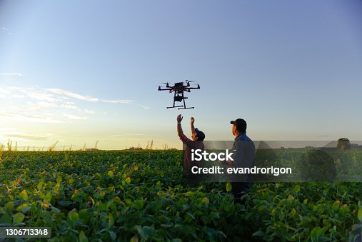 istock Drone in soybean crop. 1306713348