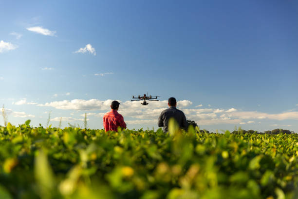 Drone in soybean crop. Drone no copyright in a soybean field, drone point of view stock pictures, royalty-free photos & images