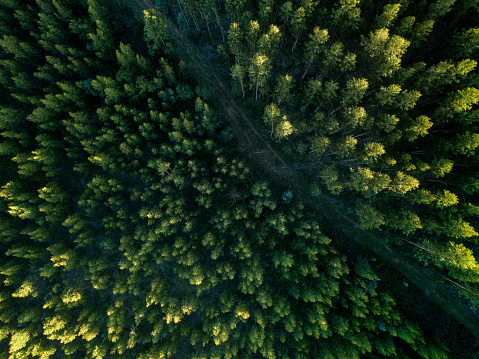 Drone View Of A path In The Forest