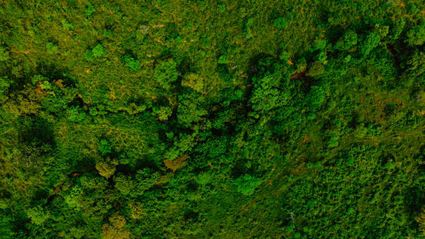 Drone view of tropical green forest and nature stock photo