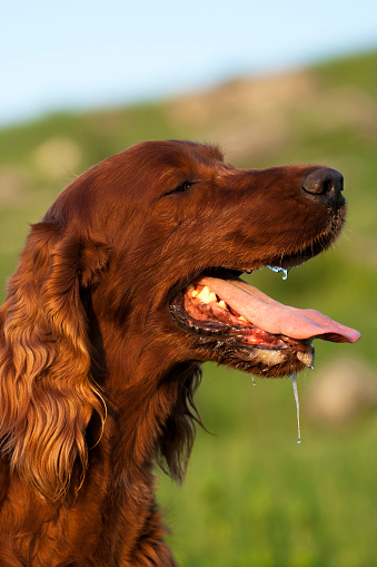 Drooling Dog Stock Photo - Download Image Now - iStock