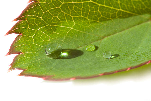 Droplets on single leaf stock photo