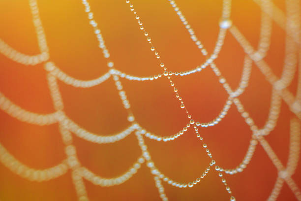 drops of dew on spider web glowing in the morning light on orange background stock photo