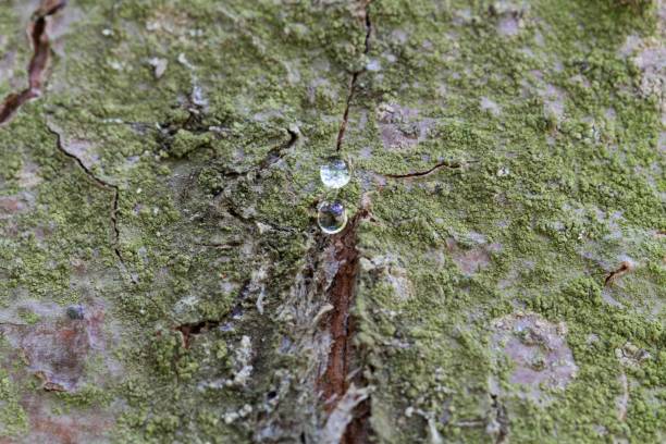 Drops of resin on the bark of an eastern white pine Drops of resin on the bark of an eastern white pine (Pinus strobus) fossilized pitch stock pictures, royalty-free photos & images