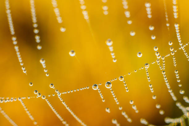 drops of water dew hanging on spider web and shining in the morning light on yellow background stock photo