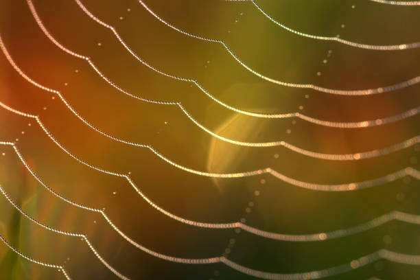 drops of water in regular lines on spider web with colorful bokeh stock photo