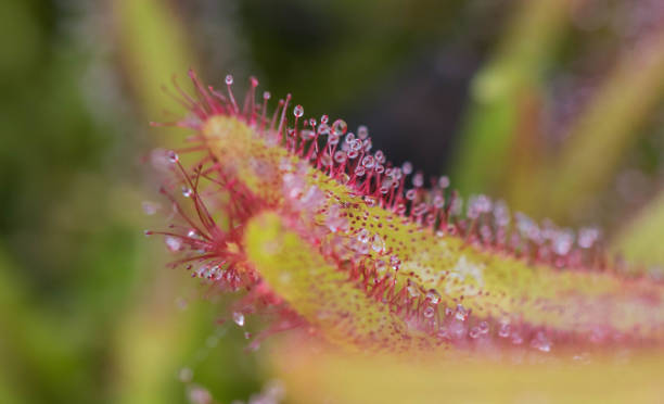 Drosera Capensis close-up view. stock photo