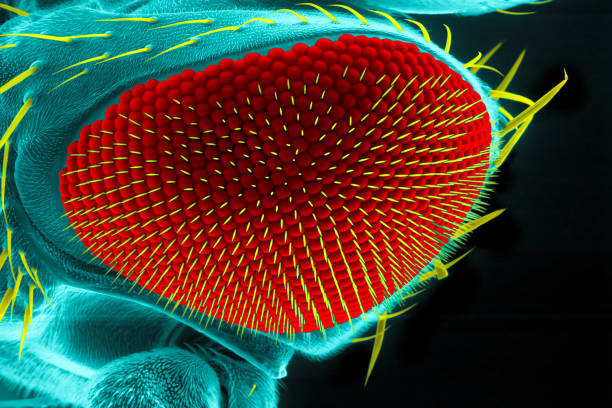 Drosophila eye stock photo