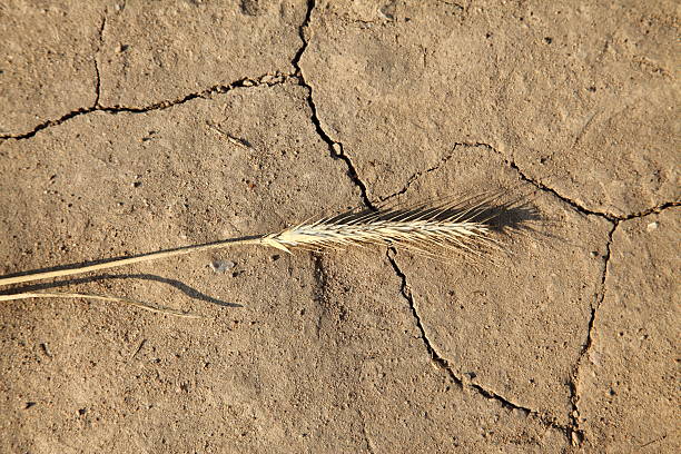 Drought - Barley spike on arid soil a natural disaster stock photo