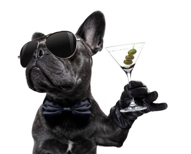 drunk dog drinking a cocktail cool drunk french bulldog  dog cheering a toast with martini cocktail drink , looking up to owner ,   isolated on white background happy hour stock pictures, royalty-free photos & images