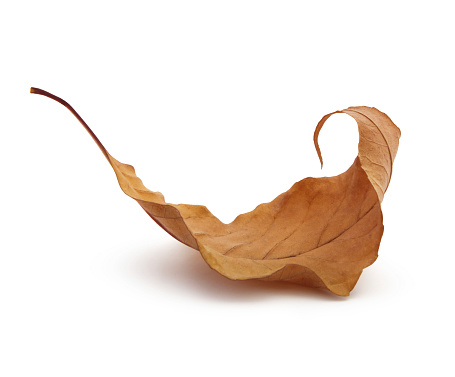 Dry autumn leaf isolated on white