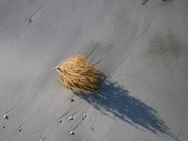 Dry bush of grass on the shore. stock photo