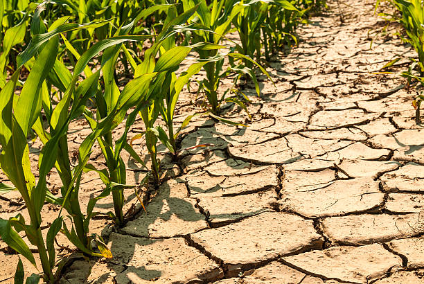 dry corn field - drought stok fotoğraflar ve resimler