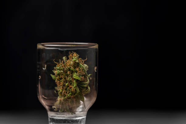Dry Critical hog variety of marijuana green bloom in transparent glass box stock photo