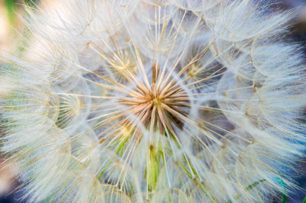 Dry dandelion stock photo