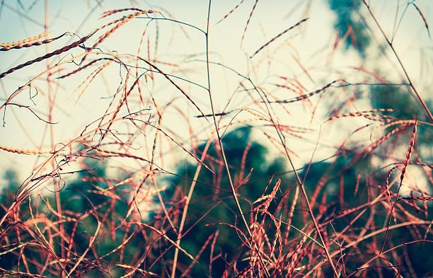 Dry field grass background stock photo