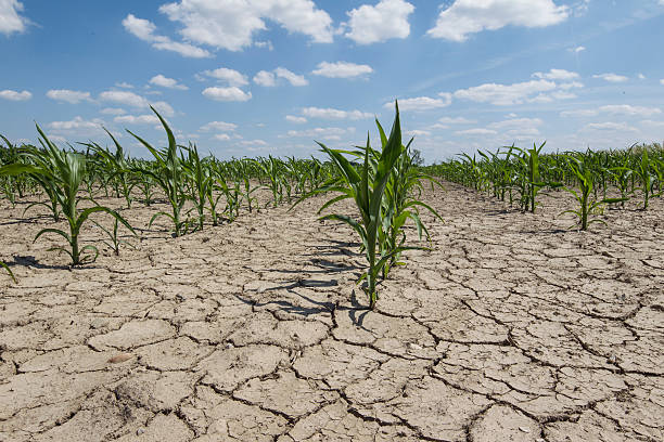 dry field - drought stok fotoğraflar ve resimler