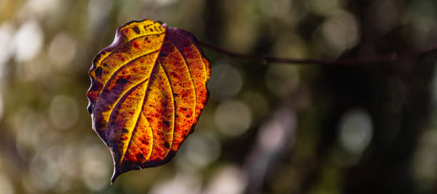 dry leaf on twigs - tadic stockfoto's en -beelden