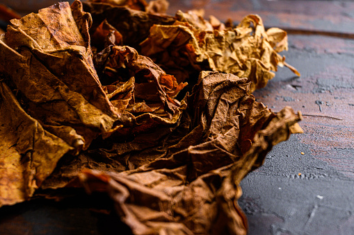 dry leafs tobacco close up Nicotiana tabacum and tobacco leaves on old wood planks table dark side view space for text.