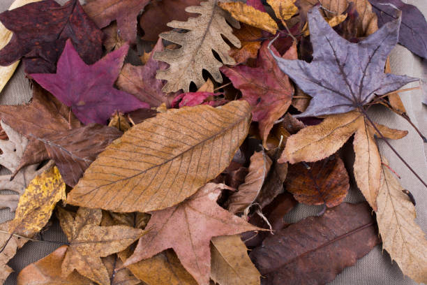 dry leaves as an autumn background - fotografi bild bildbanksfoton och bilder