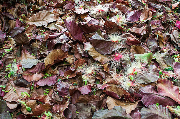 Dry leaves  , Thailand stock photo