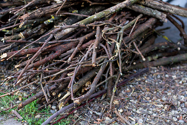 dry loppings pile of wood, dry loppings bundle stock pictures, royalty-free photos & images