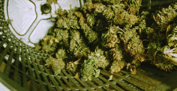 droge marihuana (cannabis) knoppen draaien in een trimmachine in een indoor processing facility - marihuana gedroogde cannabis stockfoto's en -beelden