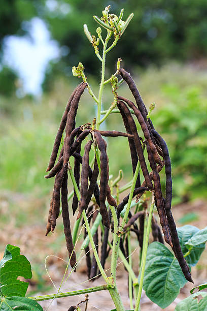 Dry Mung Beans. stock photo