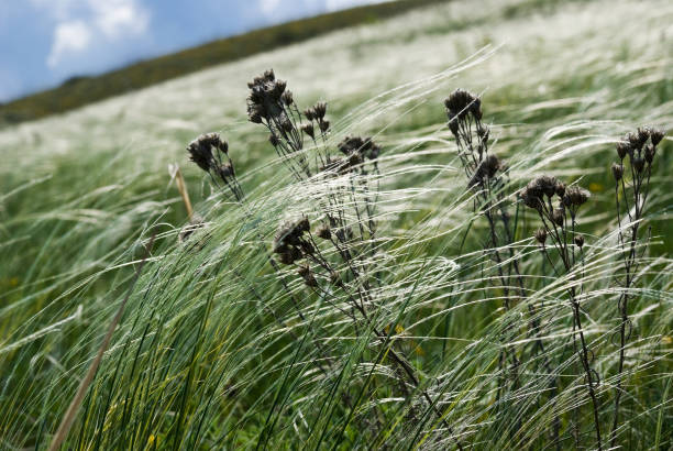 Dry plant heads among the feather grass stock photo
