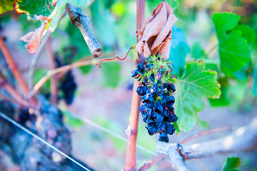 Dry red wine grapes